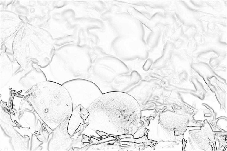 落ちた実と、拾い上げた心 - HLHS0005