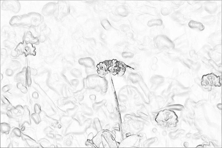 花畑にあった探しもの - HLHS0014
