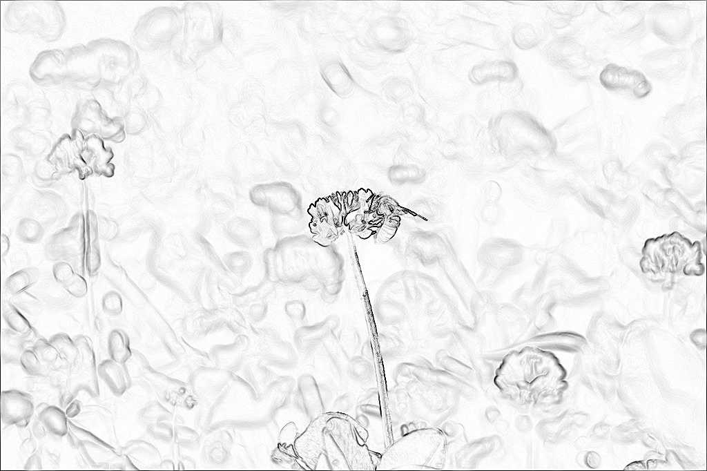 花畑にあった探しもの - HLHS0014